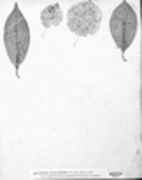 Sphaeria maculaeformis image